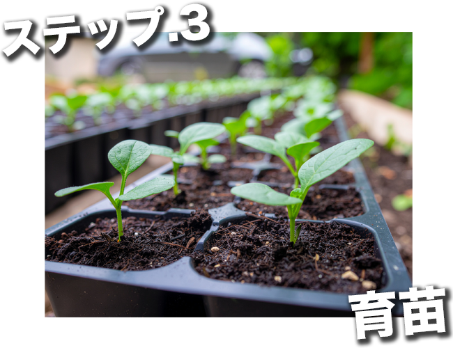 苗を健康に育てる